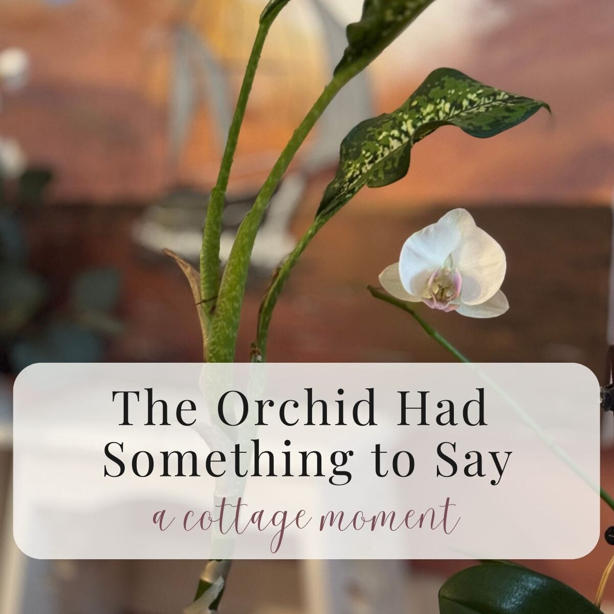 The Orchid Had Something to Say