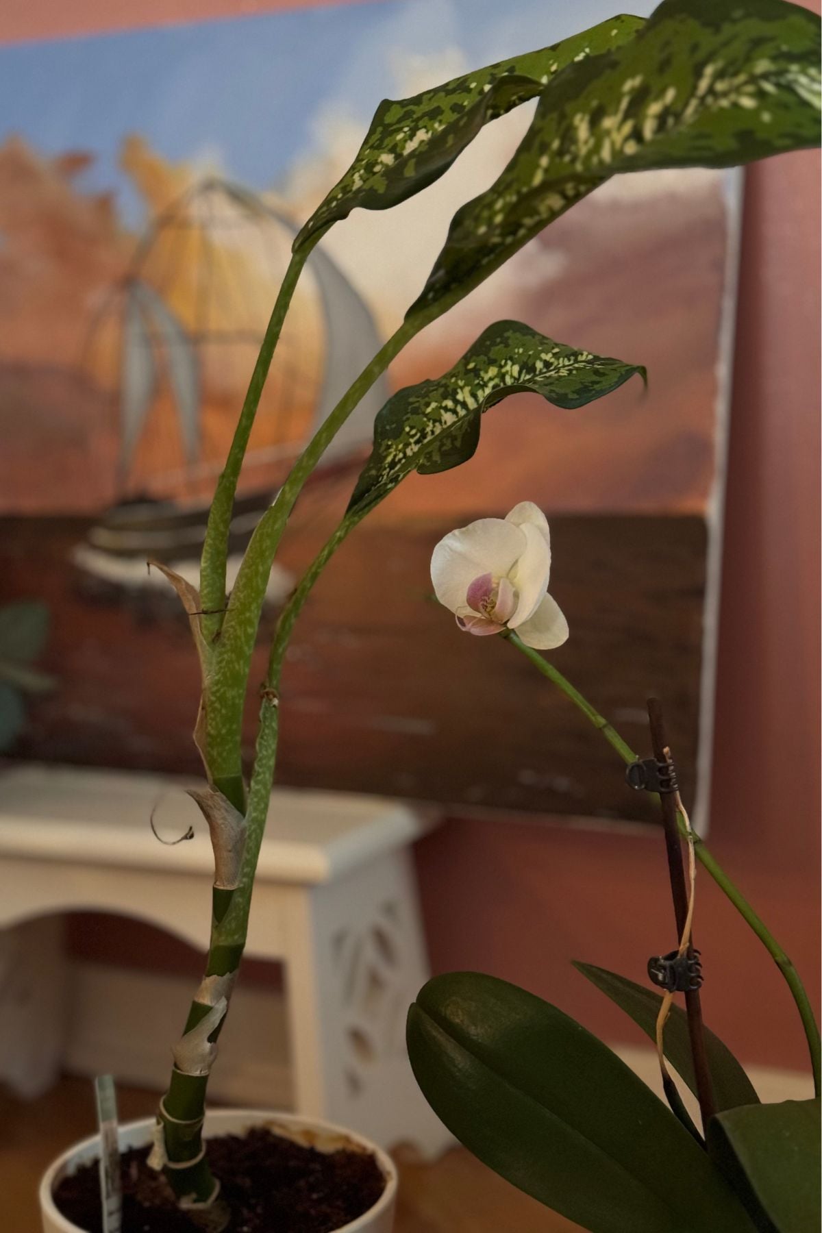 The orchid in the Rose Parlour whispers to the taller green plant